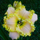 Army of One Daylily