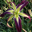 Awesome Butterfly Daylily