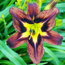 Brown Delicious Daylily
