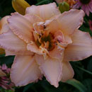 Double Explosion Daylily