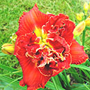 Double Hot Lover Daylily