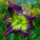 Double Magician Daylily