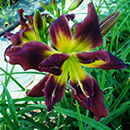 Double Red Whirlwind Daylily