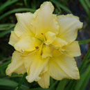 Double Yellow Dreamin Daylily