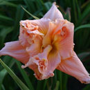 Heavenly Double Your Pleasure Daylily