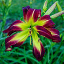Heavenly Dream On Daylily