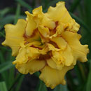 Heavenly Fission Daylily