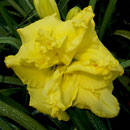Heavenly Mellow Yellow Daylily