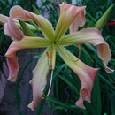 Heavenly Pink Twister Daylily