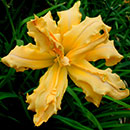 Magical Explosion Daylily