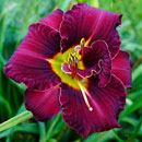 Max's Miracle Daylily