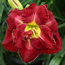 Red Hot Miracle Daylily