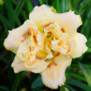 Scatter Your Senses Daylily