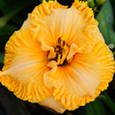 Spacecoast Cheese Whiz Daylily