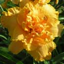 Spacecoast Double Vision Daylily