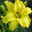 Spacecoast Lemon Whiskers Daylily
