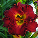 Spacecoast Red Ruffles Daylily