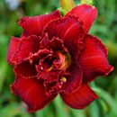 Spacecoast-Scarlet-Desire Daylily