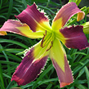 Spacecoast Tooth Fairy Daylily