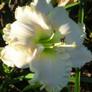 Spacecoast White Frosting Daylily