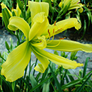 Squidward Tentacles Daylily