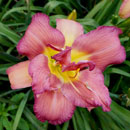 The wonder of color Daylily