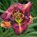 Too Pretty To Pass by Daylily