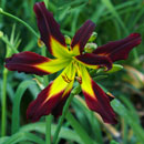 Ultimate Spider Man Daylily
