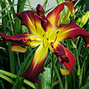 Websters Double Wonder Daylily