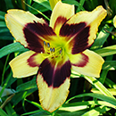 Adventure Time Daylily