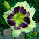 Air-Raider Daylily