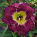 Aladdins Ring  Daylily