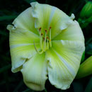 Alice Baier Daylily