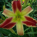 Alien Force Daylily