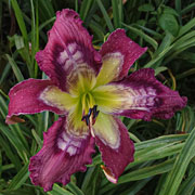 Alien Hunter Daylily