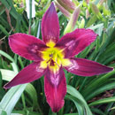 Alien Starfish Daylily