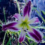 Alligator Alley Daylily