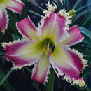 Alpha Shark Daylily