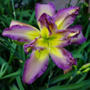 Amethyst Mystery Daylily