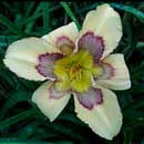 Ancient Impact Daylily