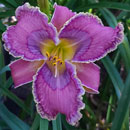 Ancient Spirits Daylily