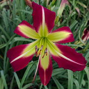 Ant-Man Daylily