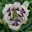 Baby's Got Blue Eyes Daylily