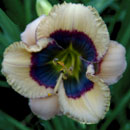 Baby Smurf  Daylily