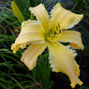 Banana Python Daylily