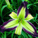 Batgirl Daylily