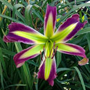 Battle Angel Daylily