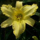 Beaded Light Daylily