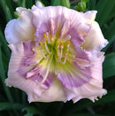 Heavenly Bearded Lady Daylily