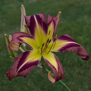 Beaver-Warrior Daylily